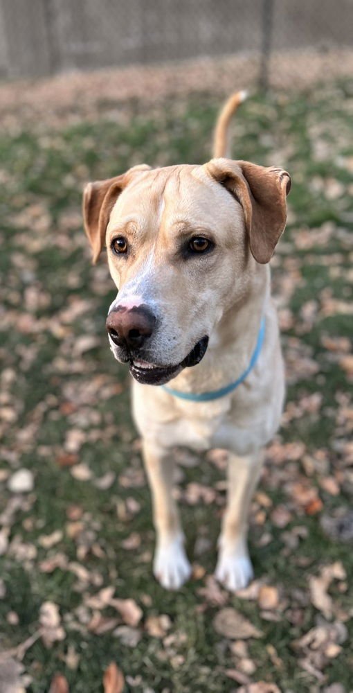 AYZERMAN / SLIM PICKENS / REX - Labrador Retriever / Terrier available for adoption