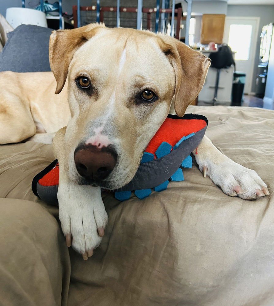 Ayzerman / Slim Pickens / Rex - Photo 3