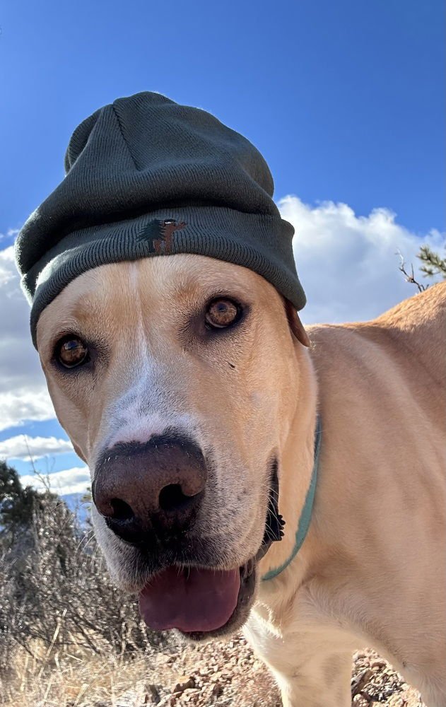 Ayzerman / Slim Pickens / Rex - Photo 4