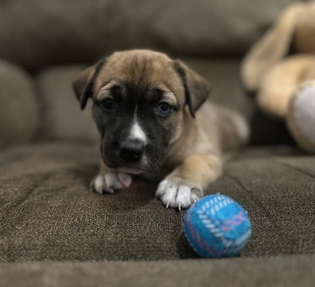 BABCHUKE / INDIANA - Labrador Retriever / Terrier available for adoption