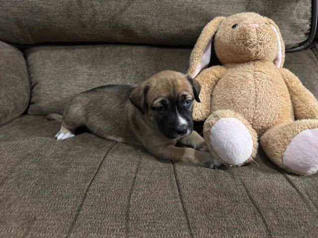 BABCHUKE / INDIANA - Labrador Retriever / Terrier available for adoption