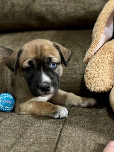 Babchuke / Indiana - Photo 4