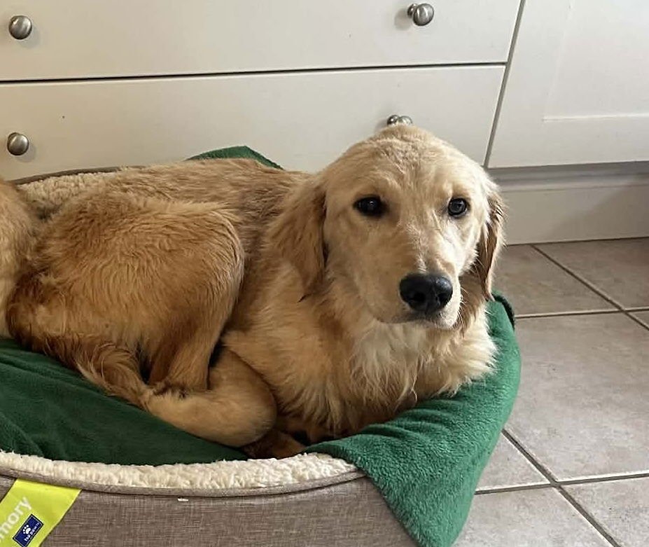 BEECHE / POPPY - Labrador Retriever / Terrier available for adoption