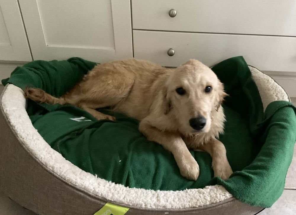 BEECHE / POPPY - Labrador Retriever / Terrier available for adoption