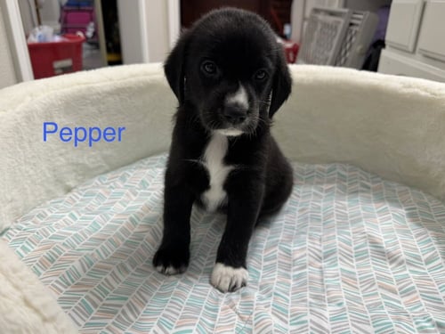 CLEVELAND / PEPPER - Golden Retriever / Terrier available for adoption