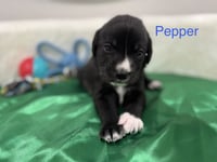 Cleveland / Pepper - Photo 2