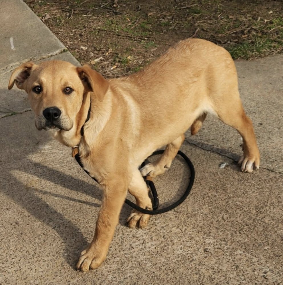 CHINAKHOV / DEWEY - Labrador Retriever for adoption in Westminster