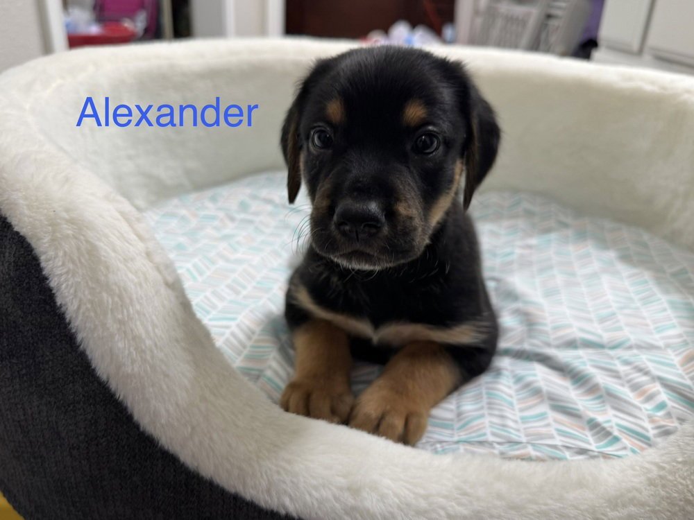 Clemensen / Alexander Image