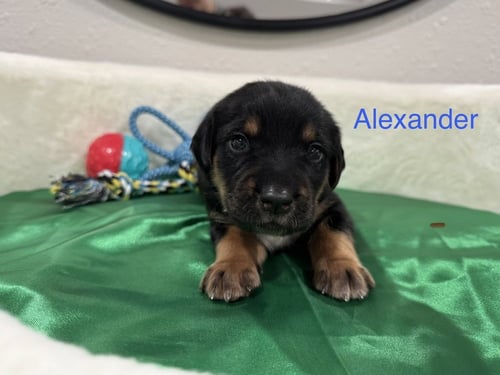 CLEMENSEN / ALEXANDER - Golden Retriever / Terrier available for adoption