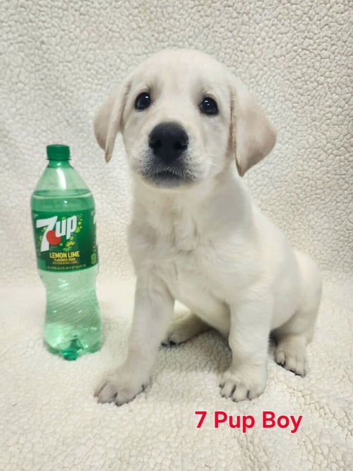 CIRELLITINA / 7 UP - Labrador Retriever / Terrier available for adoption
