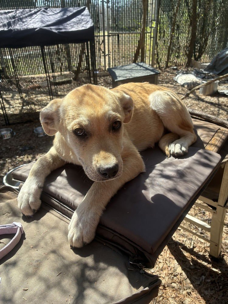 CEHLARIK / FIREFLY - Labrador Retriever / Terrier available for adoption