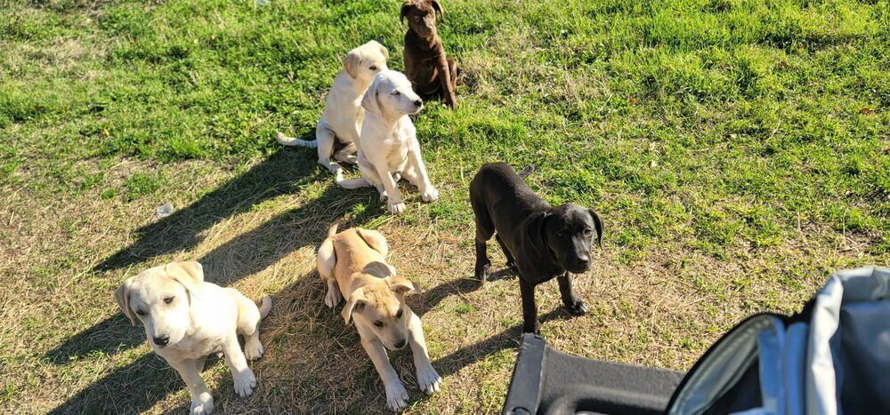 CEHLARIK / FIREFLY - Labrador Retriever / Terrier available for adoption