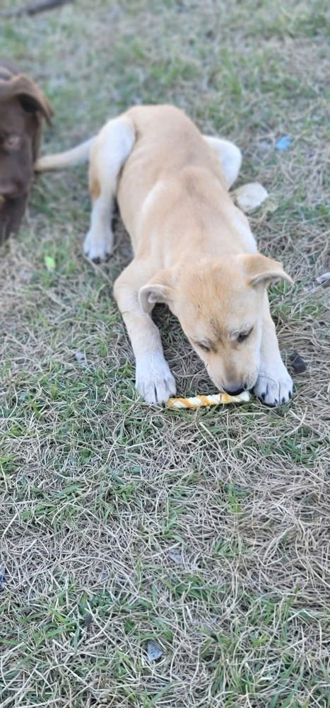 Cehlarik / Firefly - Photo 4