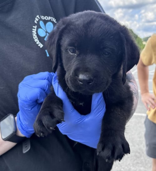 CROSBEG / HOSS - Labrador Retriever / Terrier available for adoption