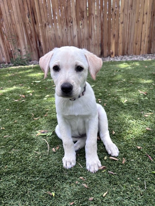 COWLEY / FETA - Labrador Retriever / Terrier available for adoption