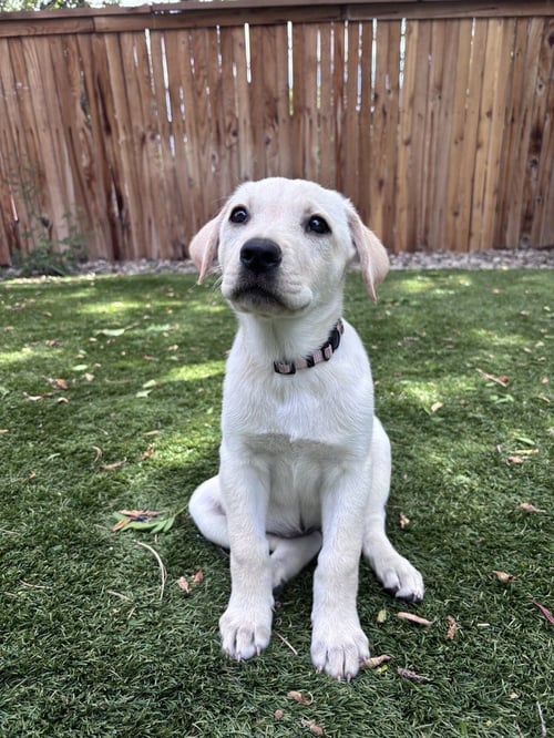 COWLEY / FETA - Labrador Retriever / Terrier available for adoption