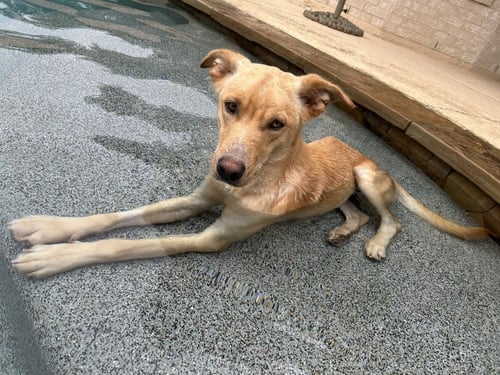 DANIELSSE / SCOOTER - Labrador Retriever / Terrier for adoption in Westminster