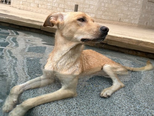 DANIELSSE / SCOOTER - Labrador Retriever / Terrier available for adoption