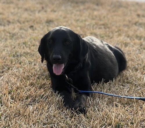 CAMAZZOLA / MAMA BLOSSOM - Golden Retriever / Terrier available for adoption