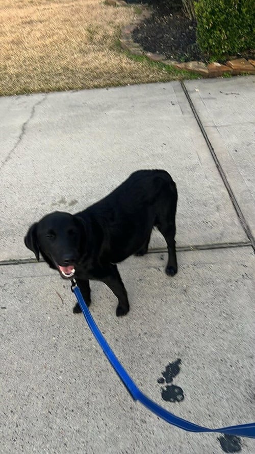 CAMAZZOLA / MAMA BLOSSOM - Golden Retriever / Terrier available for adoption