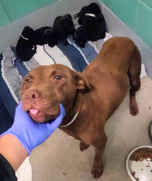 DEFAZIOS / CORONA - Labrador Retriever available for adoption