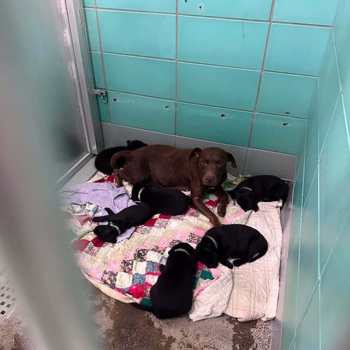 DEFAZIOS / CORONA - Labrador Retriever available for adoption