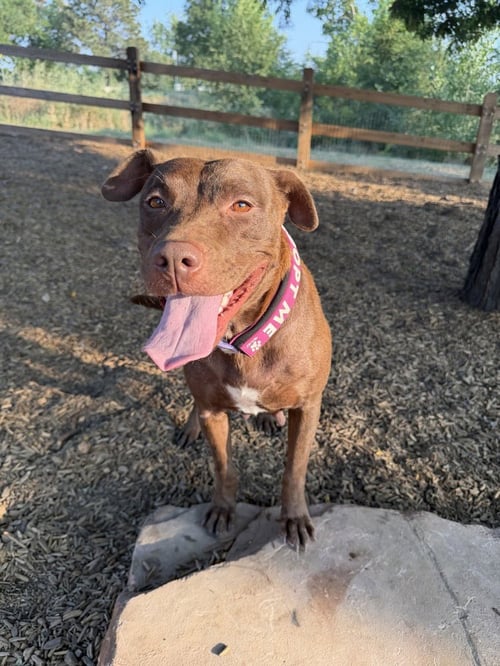 DEFAZIOS / CORONA - Labrador Retriever / Terrier available for adoption