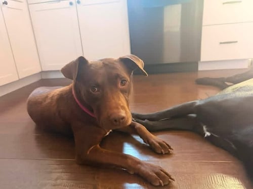 DEFAZIOS / CORONA - Labrador Retriever / Terrier for adoption in Westminster