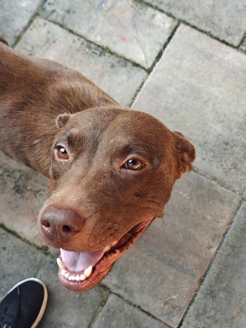 DEFAZIOS / CORONA - Labrador Retriever / Terrier available for adoption