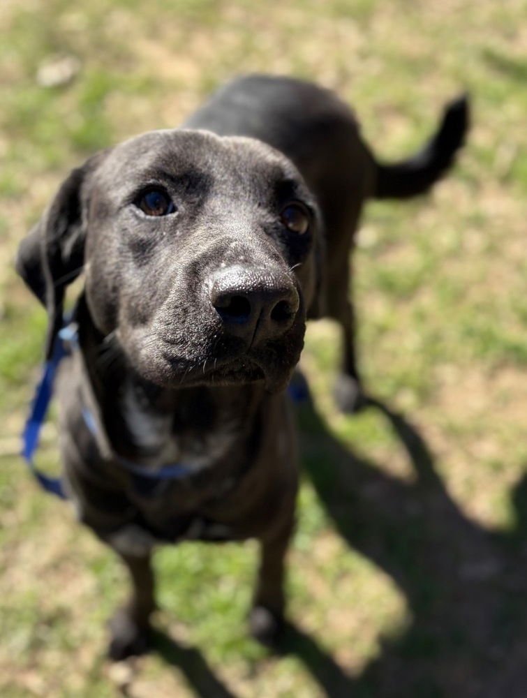 BEAUFAITE / NANCY - Labrador Retriever available for adoption