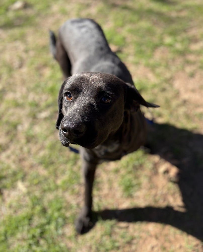 Beaufaite / Nancy - Photo 4