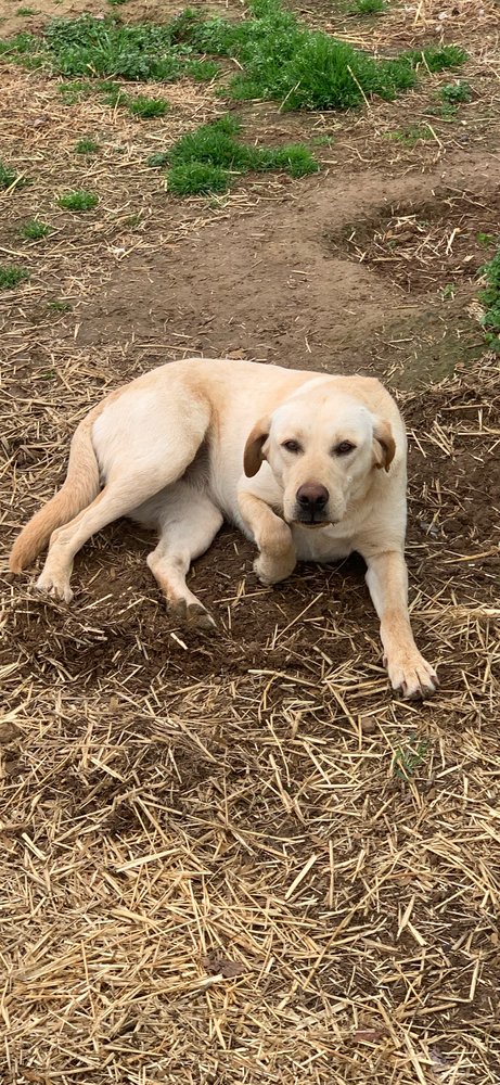 CHILDEE / GIGI - Labrador Retriever available for adoption