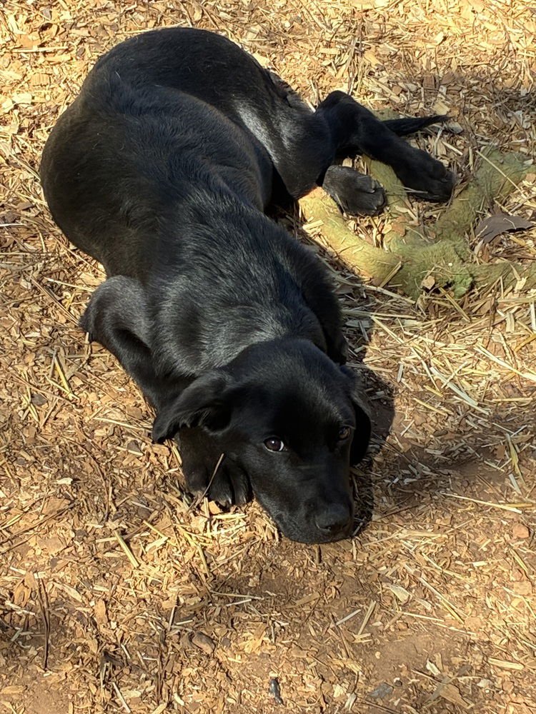 CAAHAN / CANDY - Labrador Retriever / Terrier available for adoption