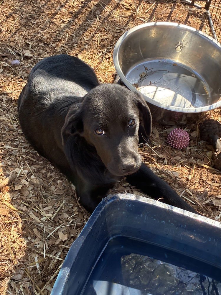 CAAHAN / CANDY - Labrador Retriever / Terrier available for adoption