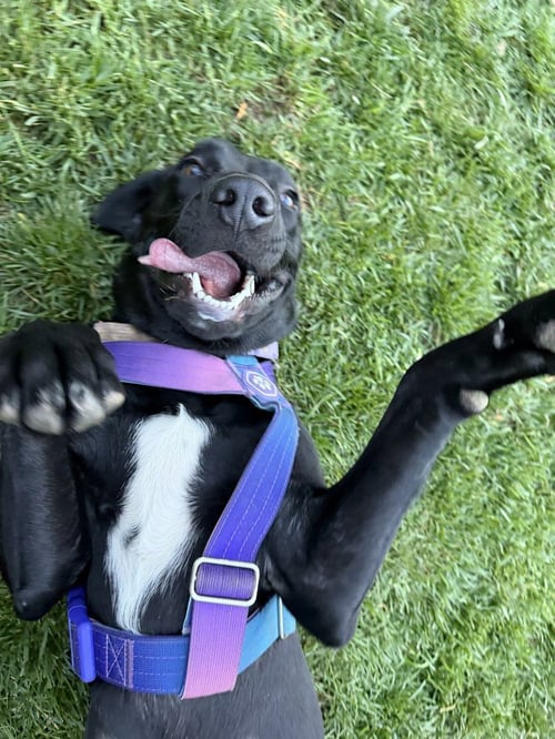 DISALVATORE / FOREST - Labrador Retriever / Terrier for adoption in Westminster