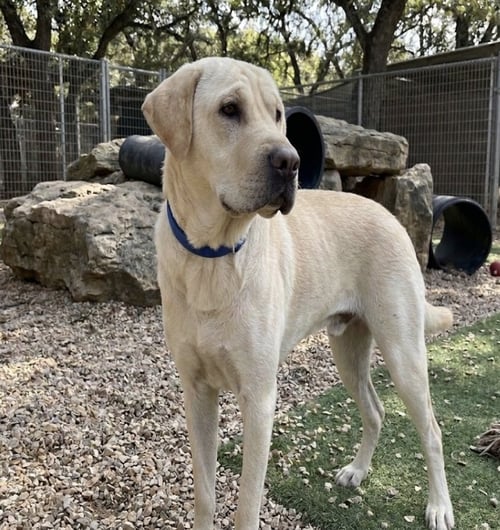 DEBRINCAT / SHAR - Labrador Retriever / Shar Pei available for adoption