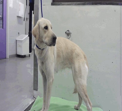 DEBRINCAT / SHAR - Labrador Retriever / Shar Pei available for adoption