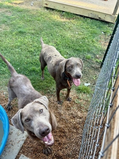 DARBY / MAGGIE - Labrador Retriever for adoption in Westminster