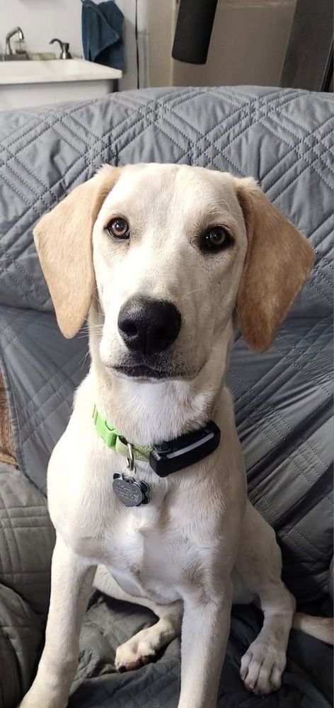 ZHARKOV / BONATTI / DODGER - Labrador Retriever available for adoption