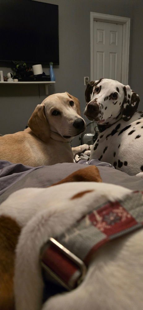 ZHARKOV / BONATTI / DODGER - Labrador Retriever available for adoption