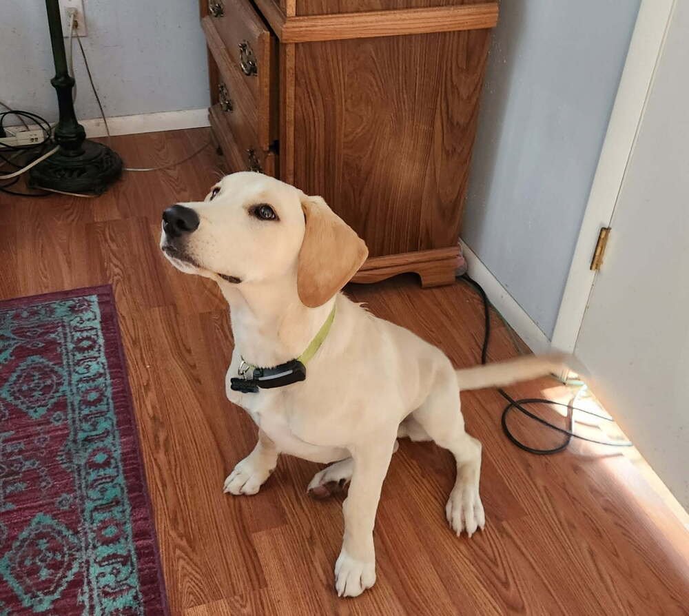 Zharkov / Bonatti / Dodger - Photo 3