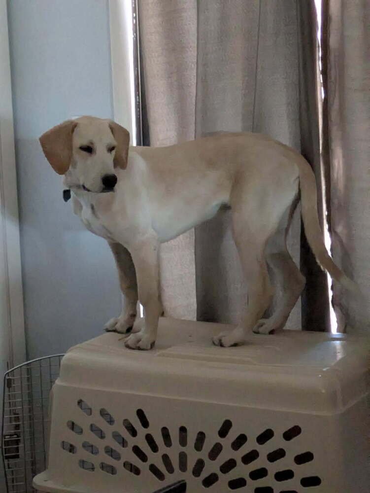 Zharkov / Bonatti / Dodger - Photo 4