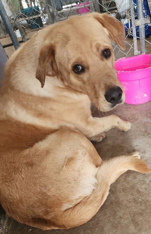 COLAIACOVO / RANGO - Labrador Retriever available for adoption