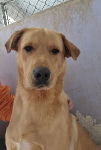 Colaiacovo / Rango - Photo 2