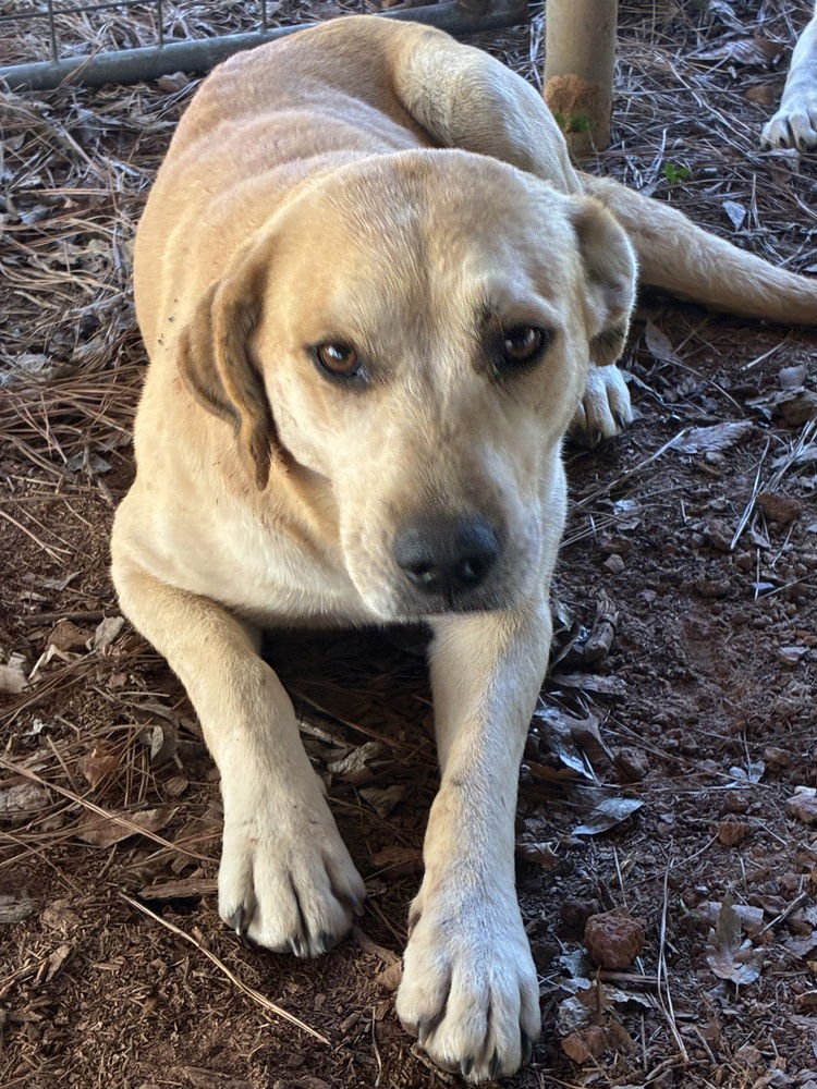 CATTONE / MAMA JUNIPER - Labrador Retriever / Terrier available for adoption