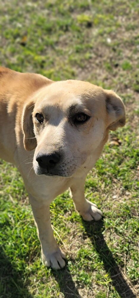 CATTONE / MAMA JUNIPER - Labrador Retriever / Terrier available for adoption