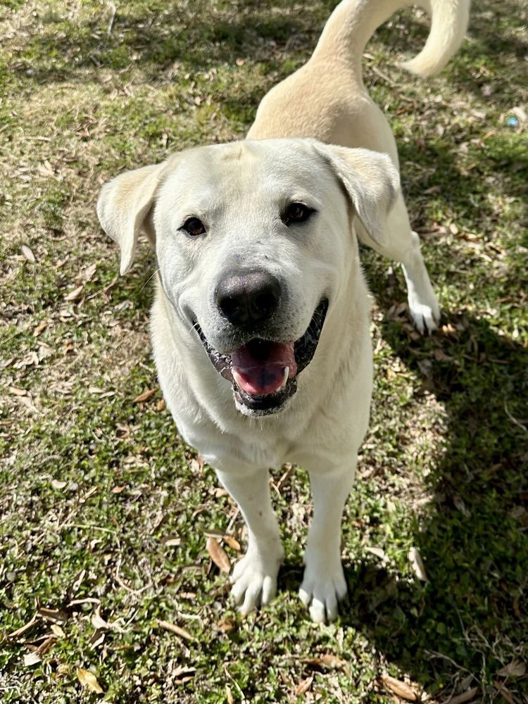 CALLIGHEN / BIG BOY - Labrador Retriever available for adoption