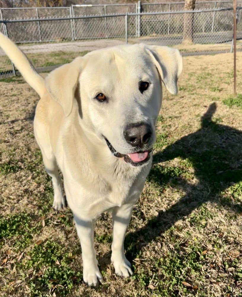 CALLIGHEN / BIG BOY - Labrador Retriever available for adoption