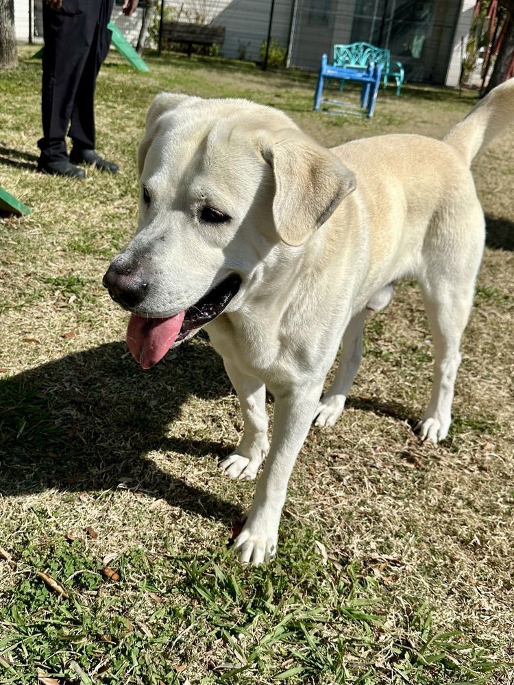 Callighen / Big Boy - Photo 3