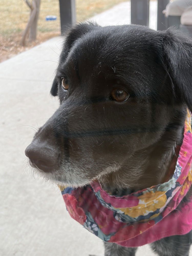 Alquist / Oreo - Photo 2